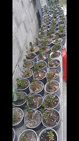 Seguimiento al fruto de Cedum Rojizo