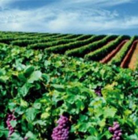 UFW’s Nationwide Boycott of grapes picked on nonunion farms