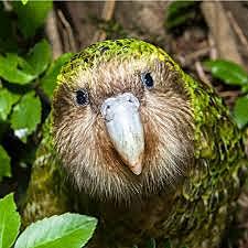 Kākāpō Recovery