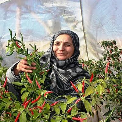 Timeline: Community based agriculture and rural development