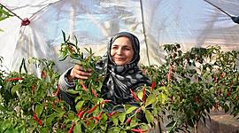 Timeline: Community based agriculture and rural development