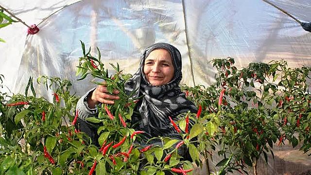 Community based agriculture and rural development: The purpose of the project is to improve the cultivation of high value crops and eradicate poverty.