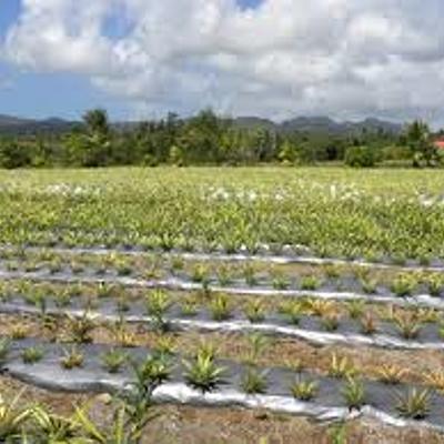 Timeline: Fruit and Vegetable Demonstration and Extension project (St. Lucia)