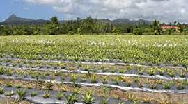 Timeline: Fruit and Vegetable Demonstration and Extension project (St. Lucia)