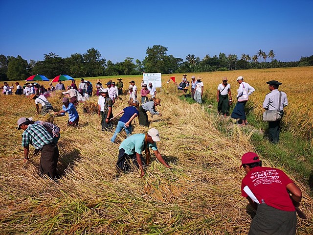 Sustainable Cropland and Forest Management in Priority Agro-ecosystems of Myanmar. The purpose of the project is to strengthen land and forest management