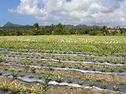 Fruit and Vegetable Demonstration and Extension project (St. Lucia). The purpose of the project is to give awareness to the farmers