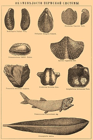 Paleozoica / Pérmico