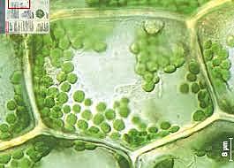 Découverte du noyau des cellules végétales