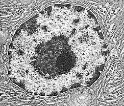 L Histoire Du Microscope Et La Theorie Cellulaire Timeline Timetoast