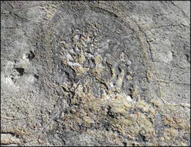 3.5 BYA Oldest Fossils