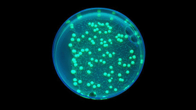 Развитие клеточной теории