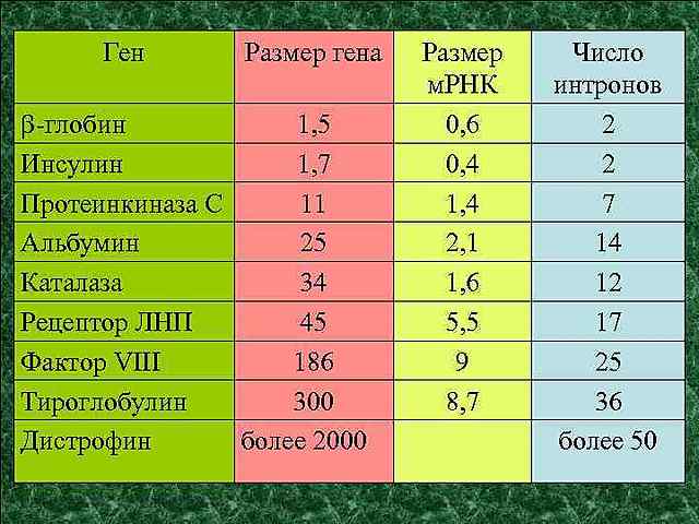Эксперементальное определение размеров гена