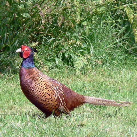 Lewis and Clark killed Pheasant