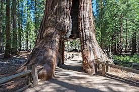 Sequoia