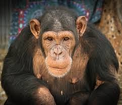 PRIMATES DE NORESTE DE ÁFRICA