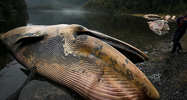 La masiva muerte de ballenas