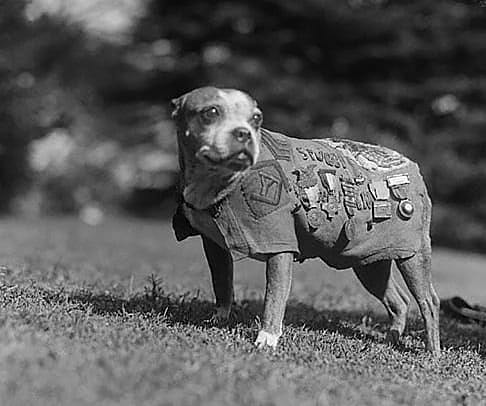 How did animals serve in World War 1