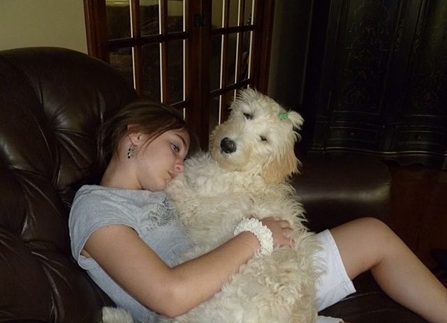 Got a new dog and named him Teddy