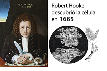 ROBERT HOOKE