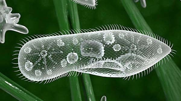 Открытие одноклеточных организмов