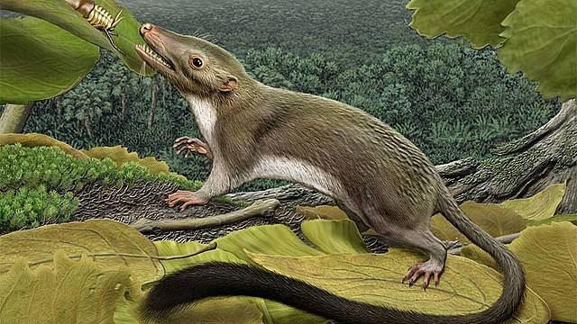 De första levande däggdjuren