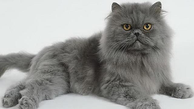 El meu primer gat: En Blau