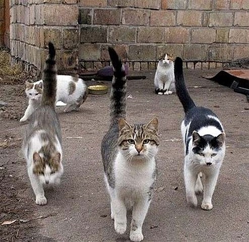 Adoptem a dos gats de la protectora de Salou: En Santa i en Klaus