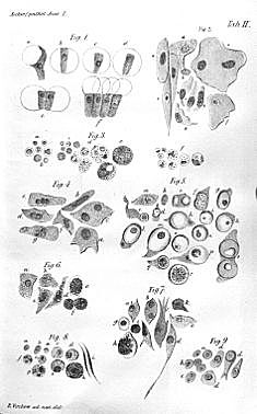 Rudolf Ludwig Karl Virchow