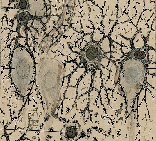 Santiago Ramón y Cajal