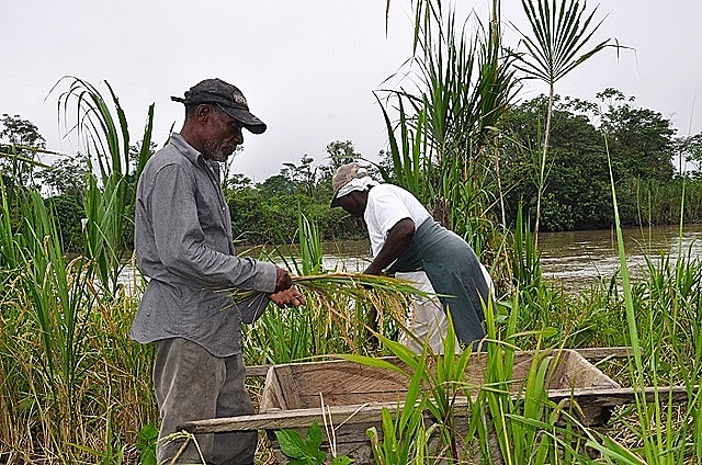 Reconocimiento de las tierras de comunidades negras