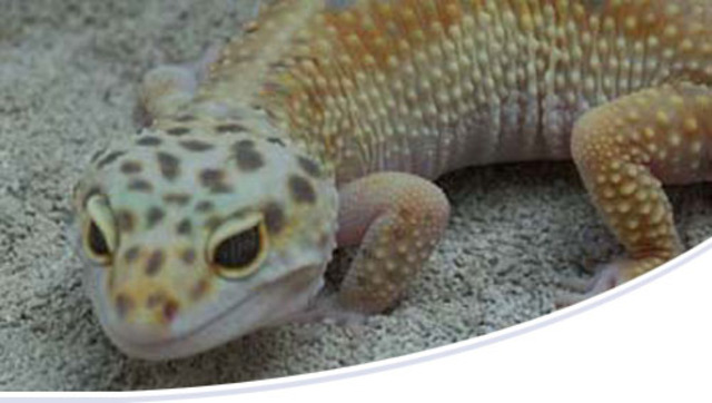 350 Million Years Ago: Reptiles appear