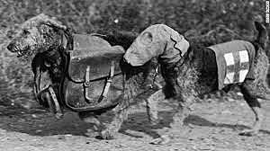 Dogs in WW1