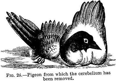 Teoría de la localización de las funciones específicas del cerebro, resultante de los estudios con cerebros de palomas, por Flourens