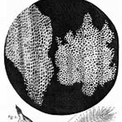Timeline: Histoire du microscope et fondements de la théorie cellulaire (BERGON Lila 601)