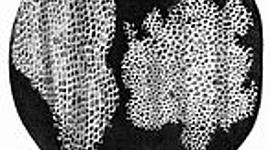 Timeline: Histoire du microscope et fondements de la théorie cellulaire (BERGON Lila 601)