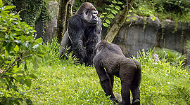 Timeline: Timeline of a Legend