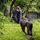 Pic sea gorilla behavior 02