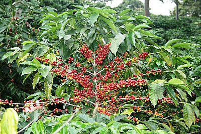 El cultivo del café