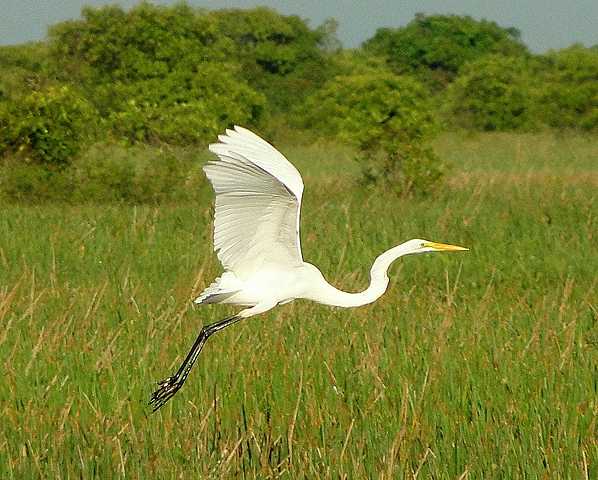 Explotación de las plumas de garza