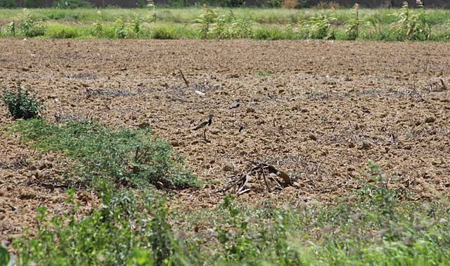 Condiciones de la vegetación