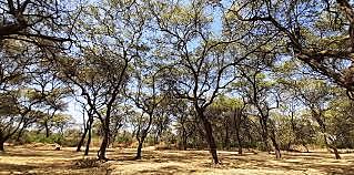 Transformación del bosque seco