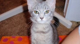 Timeline: BES Report-Captain Nobody By: Caroline Pugh