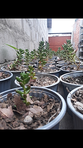 Seguimiento al Proceso del Cedum Rojizo