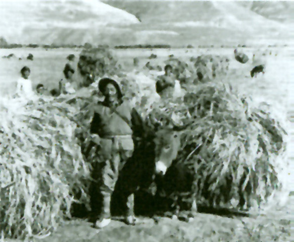 Emancipation of the Serfs