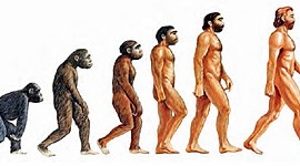 Timeline: Evolución humana