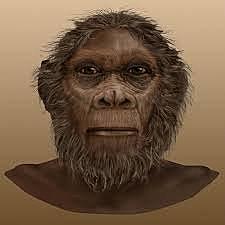 Homo rudolfensis