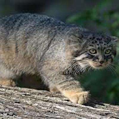 Timeline: Эволюция животного мира