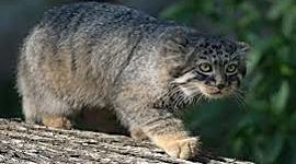 Timeline: Эволюция животного мира