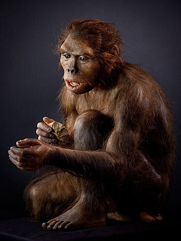 Homo habilis