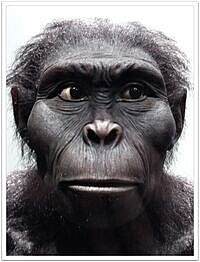 Kenyanthropus platyops